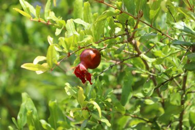 Bir şehir parkında olgunlaşmamış nar ağaçların yeşil yapraklarına karşı..