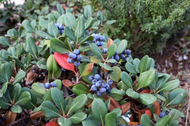 Şehir parkındaki yenilemez böğürtlenler ağaçların yeşil yapraklarına karşı..