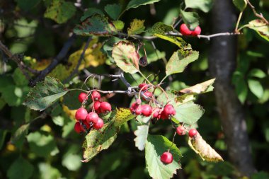 Şehir parkındaki yenilemez böğürtlenler ağaçların yeşil yapraklarına karşı..