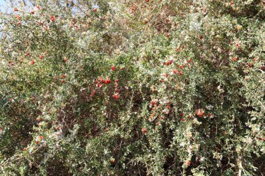 Şehir parkındaki yenilemez böğürtlenler ağaçların yeşil yapraklarına karşı..
