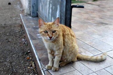 Tel Aviv 'de sokakta evsiz bir kedi yaşıyor..