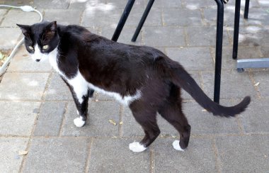 Tel Aviv 'de sokakta evsiz bir kedi yaşıyor..