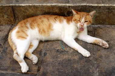 Tel Aviv 'de sokakta evsiz bir kedi yaşıyor..