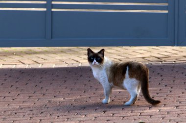 Tel Aviv 'de sokakta evsiz bir kedi yaşıyor..