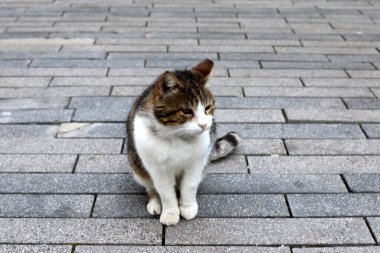 Tel Aviv 'de sokakta evsiz bir kedi yaşıyor..