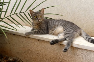 Tel Aviv 'de sokakta evsiz bir kedi yaşıyor..