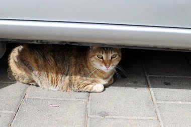 Tel Aviv 'de sokakta evsiz bir kedi yaşıyor..