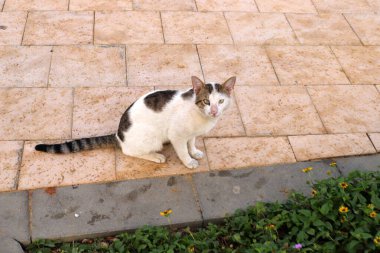 Tel Aviv 'de sokakta evsiz bir kedi yaşıyor..