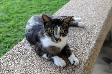 Tel Aviv 'de sokakta evsiz bir kedi yaşıyor..