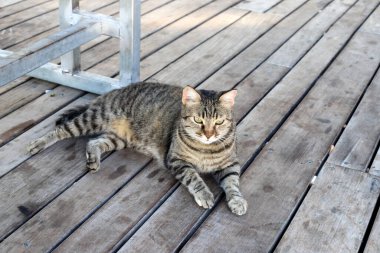 Tel Aviv 'de sokakta evsiz bir kedi yaşıyor..