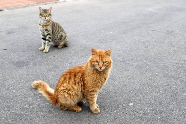 Tel Aviv 'de sokakta evsiz bir kedi yaşıyor..