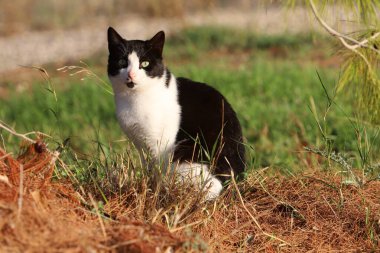 Tel Aviv 'de sokakta evsiz bir kedi yaşıyor..