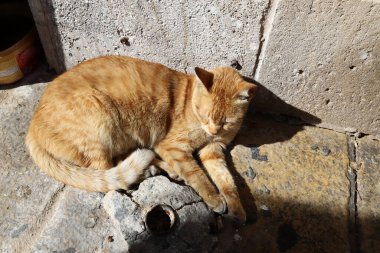 Tel Aviv 'de sokakta evsiz bir kedi yaşıyor..