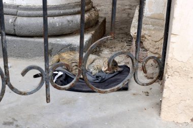 Tel Aviv 'de sokakta evsiz bir kedi yaşıyor..