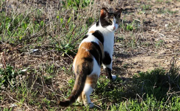 Tel Aviv 'de sokakta evsiz bir kedi yaşıyor..