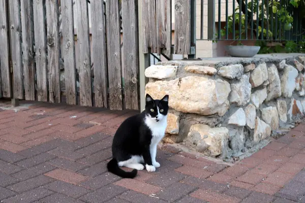 Tel Aviv 'de sokakta evsiz bir kedi yaşıyor..