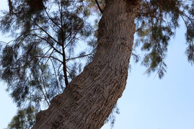 Ağaç kabuğu dokusu kapat.