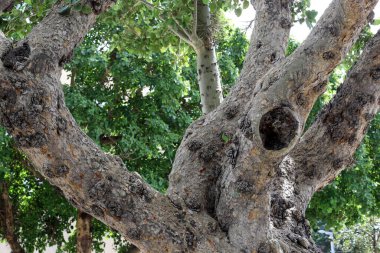 Ağaç kabuğu dokusu kapat.