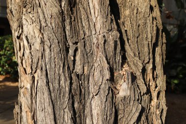 Ağaç kabuğu dokusu kapat.