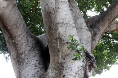 Ağaç kabuğu dokusu kapat.