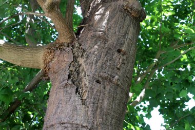 Ağaç kabuğu dokusu kapat.