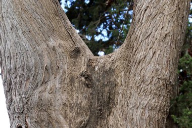 Ağaç kabuğu dokusu kapat.