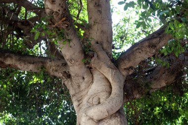 Ağaç kabuğu dokusu kapat.