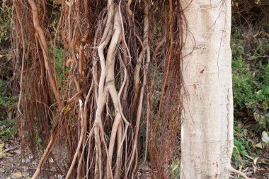 Ağaç kabuğu dokusu kapat.