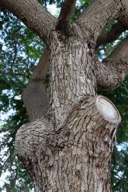 Ağaç kabuğu dokusu kapat.