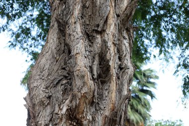 Ağaç kabuğu dokusu kapat.