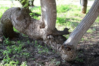 Ağaç kabuğu dokusu kapat.