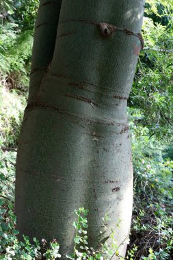 Ağaç kabuğu dokusu kapat.