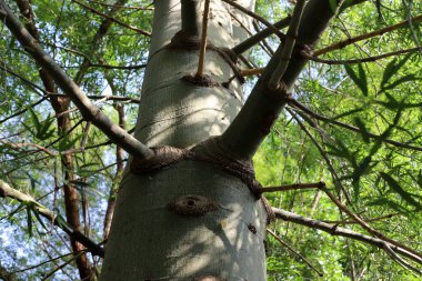 Ağaç kabuğu dokusu kapat.