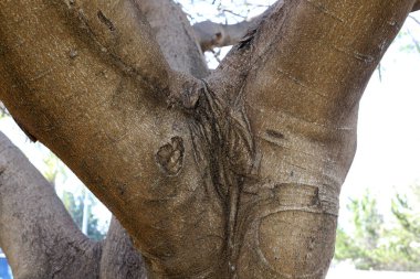 Ağaç kabuğu dokusu kapat.