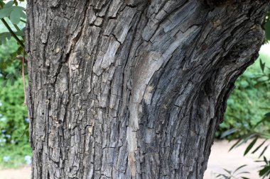 Ağaç kabuğu dokusu kapat.