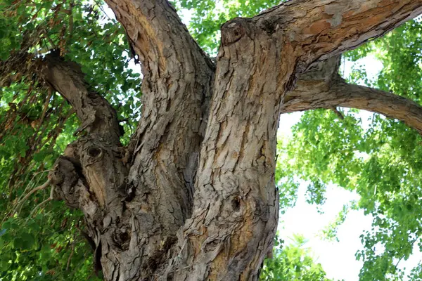 Ağaç kabuğu dokusu kapat.