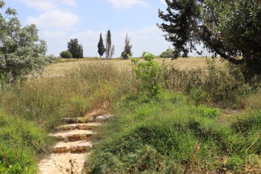 Kuzey İsrail 'de kırsal alan.