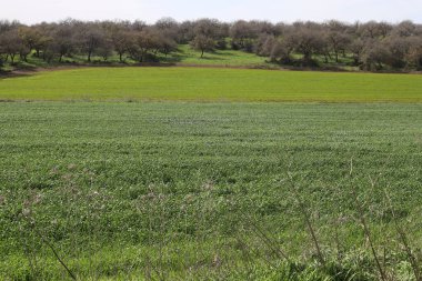 Kuzey İsrail 'de kırsal alan.