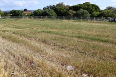 Kuzey İsrail 'de kırsal alan.