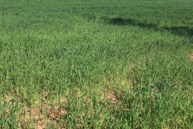 Kuzey İsrail 'de kırsal alan.