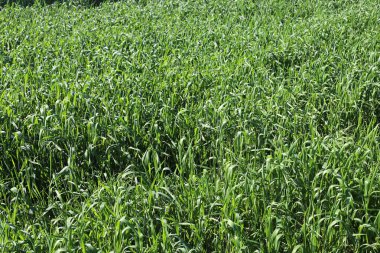 Kuzey İsrail 'de kırsal alan.