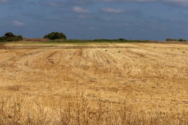 Kuzey İsrail 'de kırsal alan.