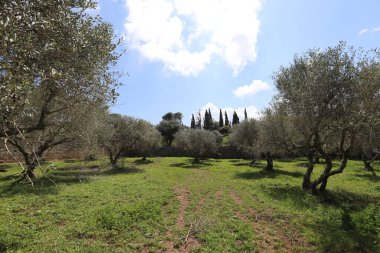 Kuzey İsrail 'de kırsal alan.