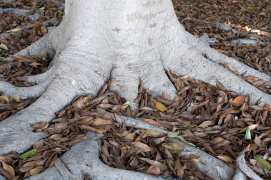 Şehir parkında kaldırımda düşen yapraklar ve çiçekler..