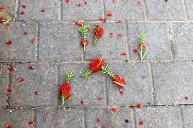 Şehir parkında kaldırımda düşen yapraklar ve çiçekler..
