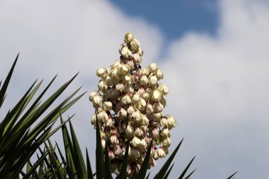 Palmiye ağacı şehir parkında yetişir..