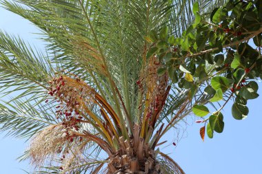 Palmiye ağacı şehir parkında yetişir..