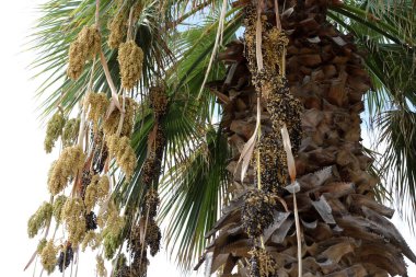 Palmiye ağacı şehir parkında yetişir..