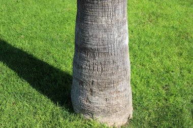 Palmiye ağacı şehir parkında yetişir..