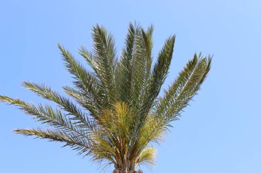 Palmiye ağacı şehir parkında yetişir..